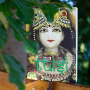 Caring for Tulsi
